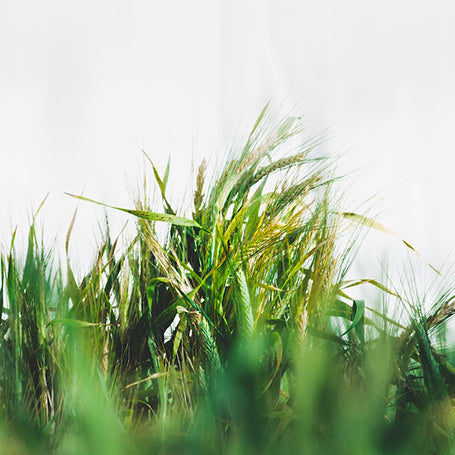 Alimentation, santé et science : les produits de soin sans gluten